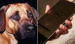 配种视频,揭秘动物繁衍的奇妙瞬间